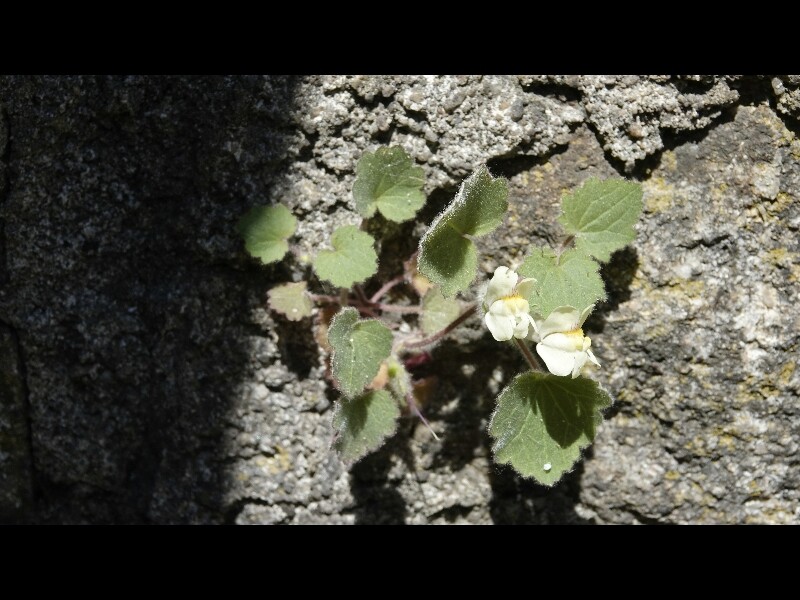 Sortie lozere 3jours 55 