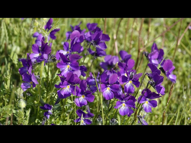 Sortie lozere 3jours 92 