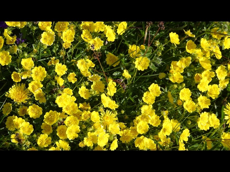 Sortie lozere 3jours 93 